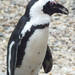 ák pingvin1