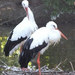 jászberény állatkert gólyák