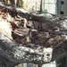 jászberény állatkert odvas-fa
