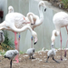 bp-állatkert- flamingófiókák