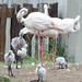 bp-állatkert- flamingók fiókákkal