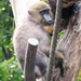 bp-állatkert- majom1