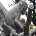 bp-állatkert- majom2