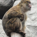 bp-állatkert- majom7