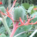 vácrátót -bonatikus kert - kaktuszház3
