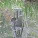 vácrátót - botanikus kert - 11-gordonkás tükr