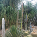 vácrátót -botanikus kert - kaktuszház1