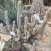 vácrátót -botanikus kert - kaktuszház2