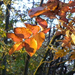 Fót-Somlyó őszi levelek1