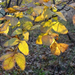 Fót-Somlyó őszi levelek3