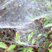 Fót-Somlyó pókháló