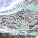 Fót-Somlyó pókháló-harmatgyöngyök