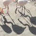 árnyékvilág flamingóknál