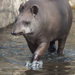 B-állat-és-növénykert- tapír-taposó