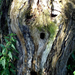 fa-szellem-arc