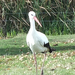 Hortobágy - szafari - gólya-telefotó