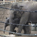 bp-állatkert - elefántok