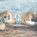 bp-állatkert - tigris-szunya