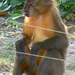 aranymellényű majom