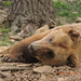 Budakeszi vadaspark medve-szieszta
