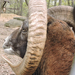 Budakeszi vadaspark muflon-szarv