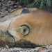 Budakeszi vadaspark róka-szieszta
