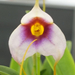 Garden-orchidea 16
