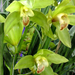 Garden-orchidea 1