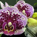 Garden-orchidea 3
