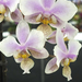 Garden-orchidea 8