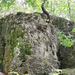 Csókakő - sziklánfa