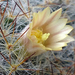 Gödöllő-botanikus kert - kaktuszvirág