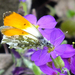 Gödöllő-botanikus kert - pillangó