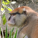 Veszprém - állatkert - majom1