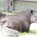 Veszprém - állatkert - tapírok