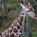Veszprém - állatkert - zsiráf-bébi