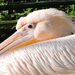 Veszprém - állatkert -pelikánportré
