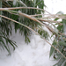 jég alatt meghajló bambusz