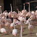 Bp- állatkert - flamingók