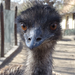Bp- állatkert - emu portré1