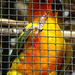 Bp- állatkert - papagáj 2