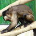 PÉCS - állatkert - majom 4