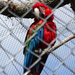 PÉCS - állatkert - papagáj 1