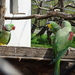 PÉCS - állatkert - papagáj 2