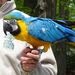 Nyíregyháza - zoo - papagáj-show 1