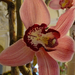 Orchidea 8