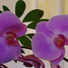 Orchidea 36