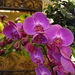 Orchidea 38