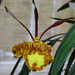 Orchidea 47
