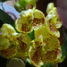 Orchidea 63
